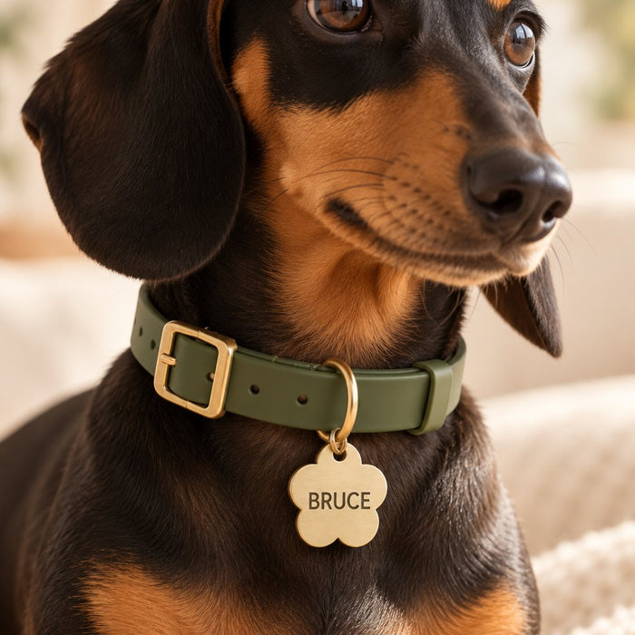 Dachshund in a green collar wearing a brass flower Collarmate Tag engraved with the name Bruce