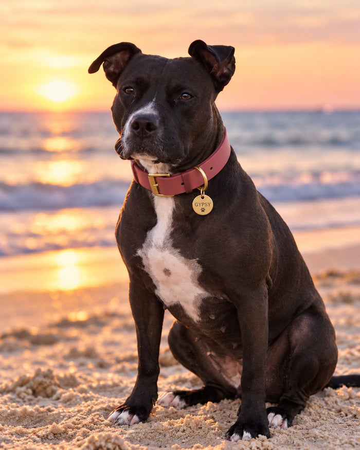 Staffy sitting on the beach at sunset wearing a round brass Collarmate Tag engraved with the name Gypsy