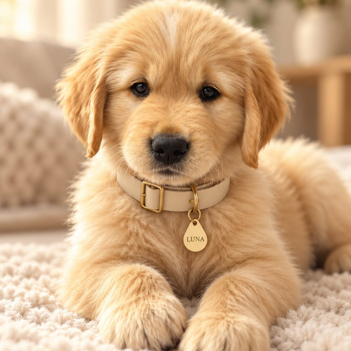 Golden retriever puppy wearing a brass pebble Collarmate Tag engraved with the name Luna
