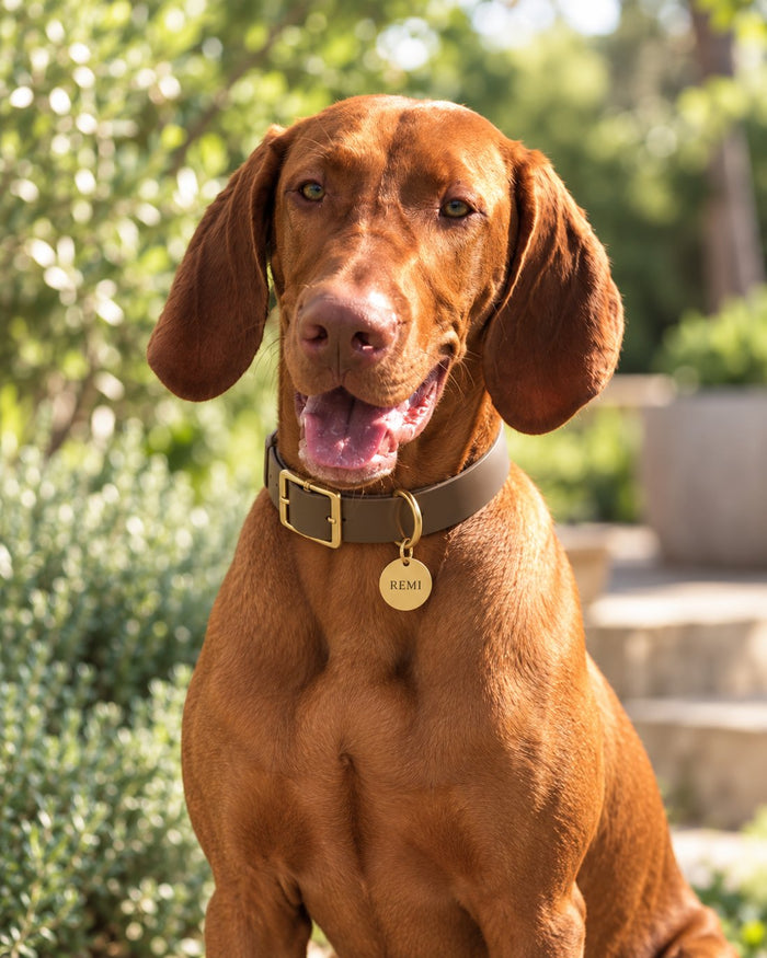 Vizsla in a garden wearing a round brass Collarmate Tag engraved with the name Remi