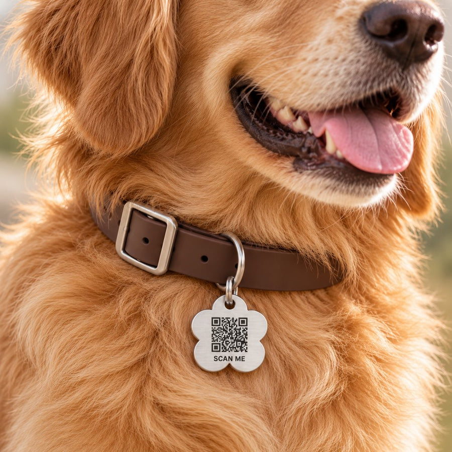 Golden retriever wearing a stainless flower Collarmate Tag showing the scan-me QR code